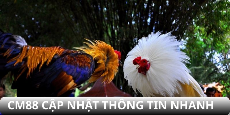 Sân chơi cập nhật nhanh chóng