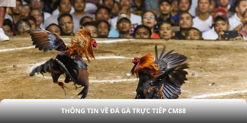 Thông tin về đá gà trực tiếp CM88